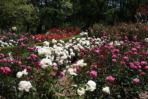 （写真）咲き誇る色とりどりのバラ