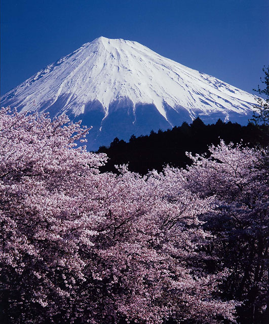 （写真）岩本山公園の桜