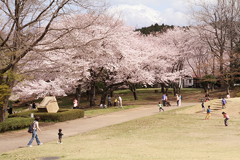 （写真）芝生広場と桜と富士山