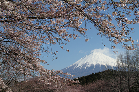 （写真）園内の桜と富士山