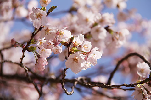 （写真）美しく咲き誇るソメイヨシノ