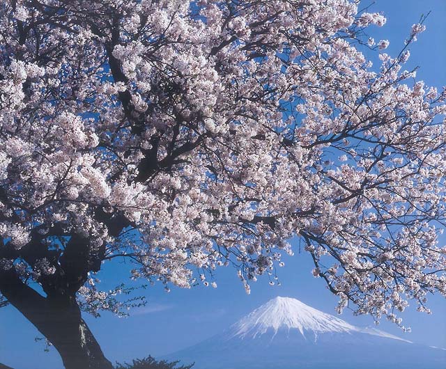 （写真）富士かりがね堤の桜