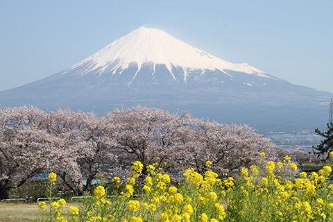 （写真）かりがね堤の桜と菜の花と富士山