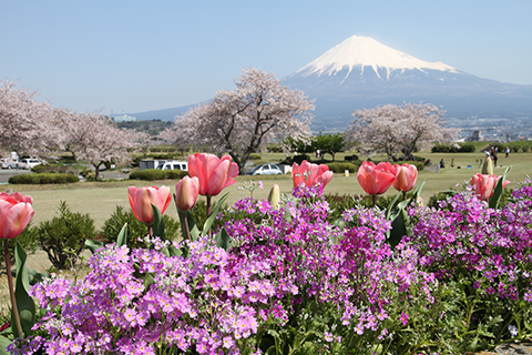 （写真）桜とともに、春の草花も咲き誇ります