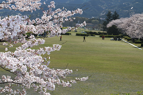 （写真）かりがね堤の芝生広場と桜