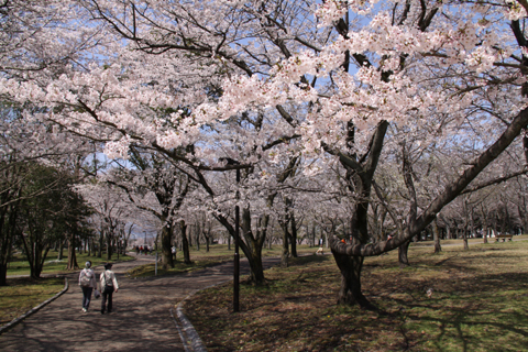 （写真）広見公園の桜