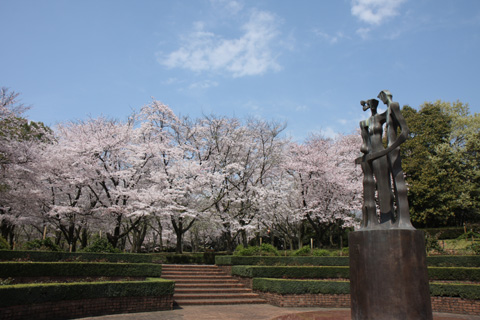 （写真）広場から見る桜