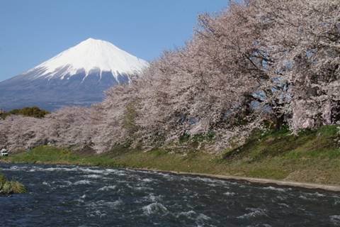 （写真）龍厳淵の桜