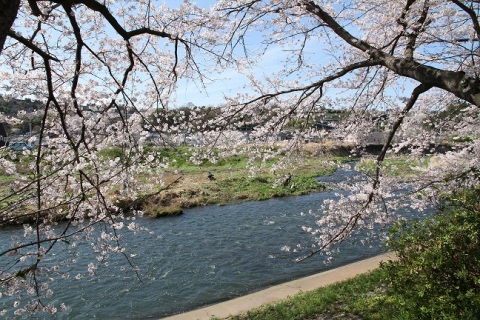 （写真）潤井川に映える桜