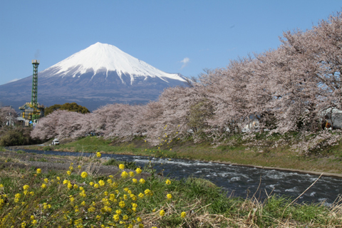 （写真）桜と菜の花と富士山