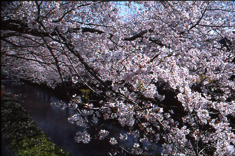 （写真）川に沿って咲き誇る桜