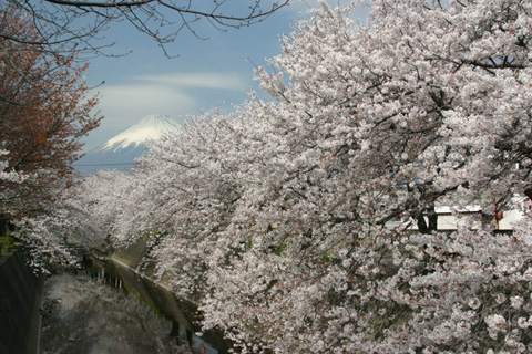 （写真）小潤川の桜