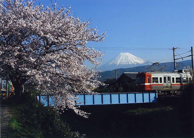 （写真）須津川の桜