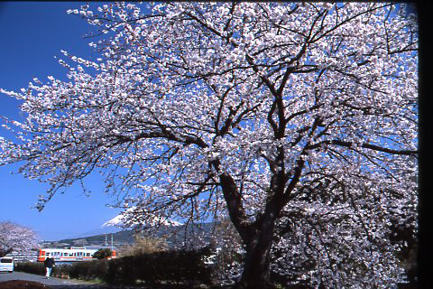 （写真）岳南電車と桜の風景