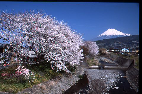 （写真）須津川と富士山と桜