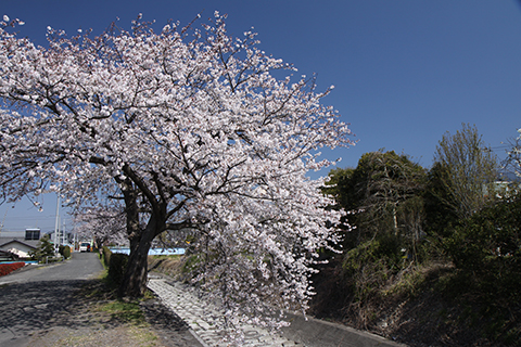 （写真）桜並木