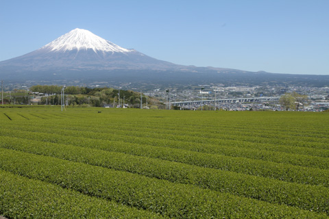 （写真）岩本の茶畑