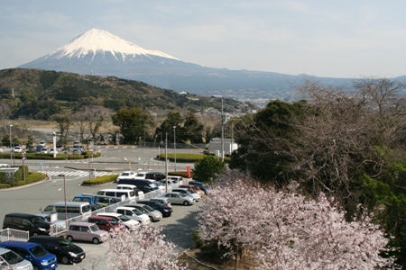 （写真）富士川楽座の桜