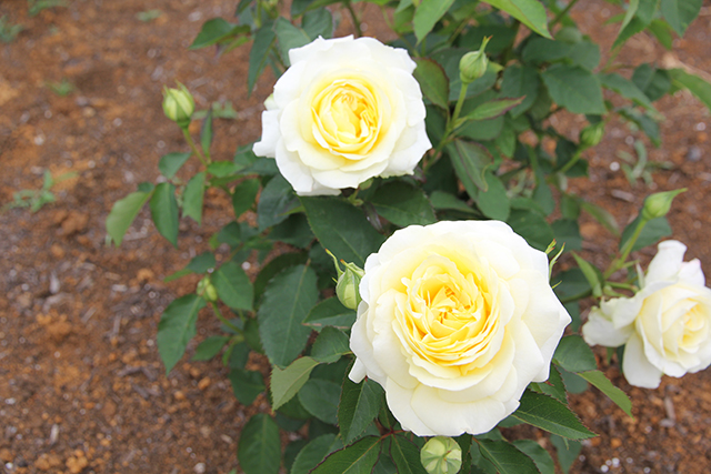 （写真）岩本山公園のバラ