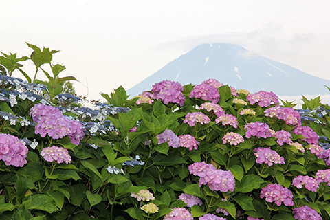 （写真）富士西公園のアジサイ