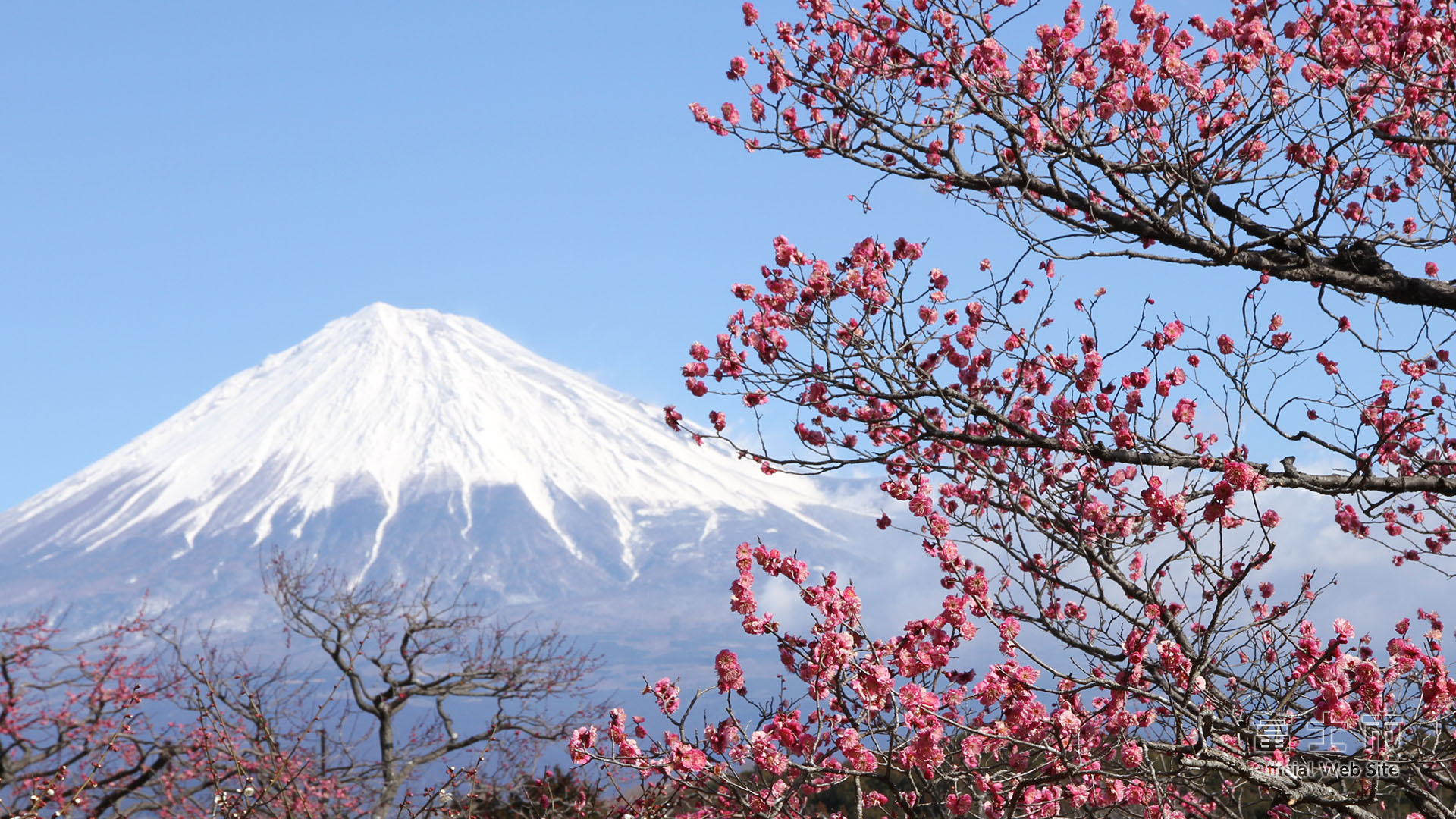 富士山壁紙集 春 富士じかん