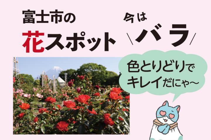 花スポット　バラ