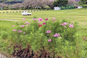 （写真）9月29日のコスモス