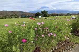 （写真）10月7日のコスモス