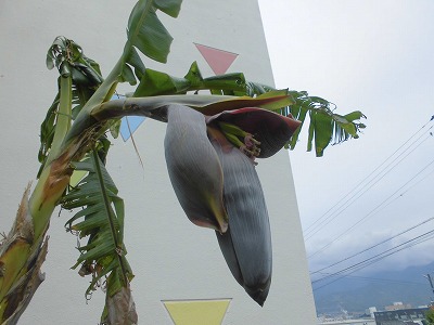 バナナの花
