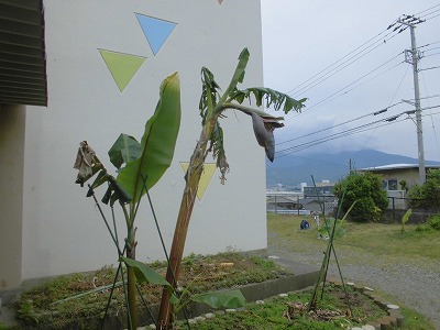 5月1日バナナの花1