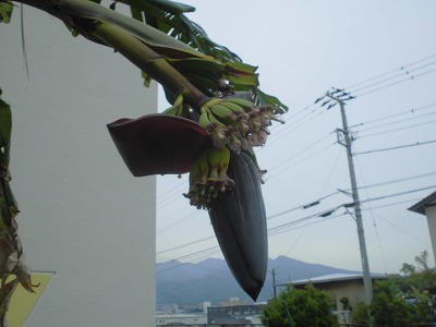 5月19日バナナ2
