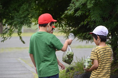 梅の実収穫2