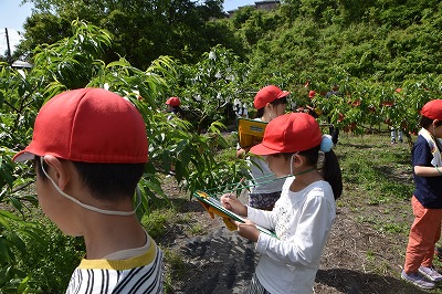 桃の木を観察している様子