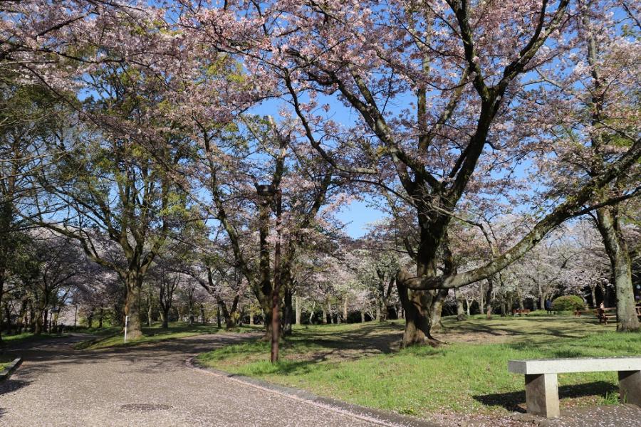 広見公園の桜
