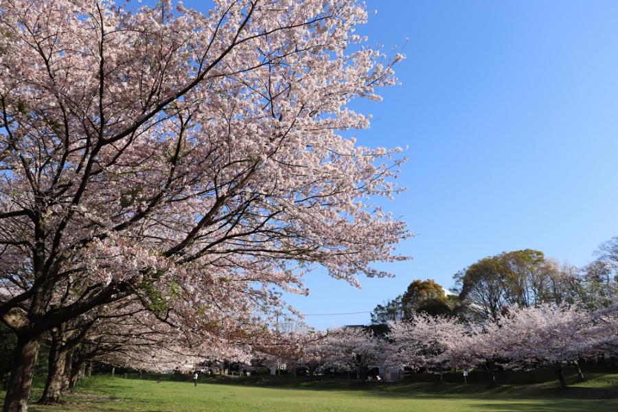 広見公園の桜