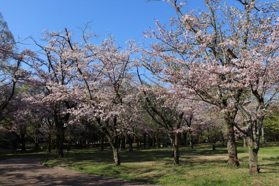 広見公園の桜