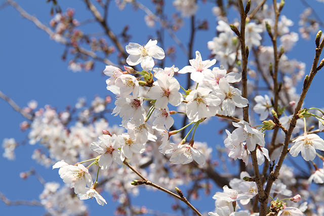 天間親水公園の桜