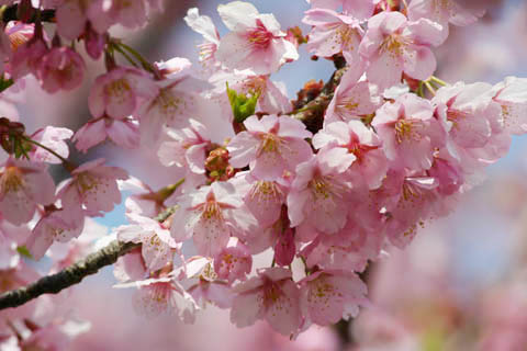 富士山こどもの国の桜