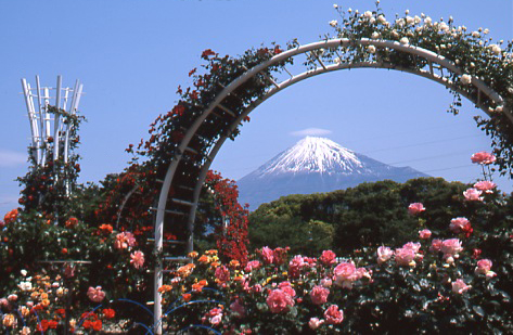 （写真）中央公園のバラ