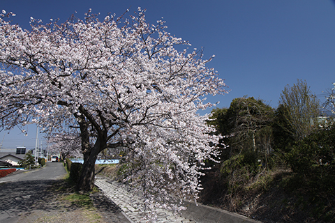 （写真）桜並木
