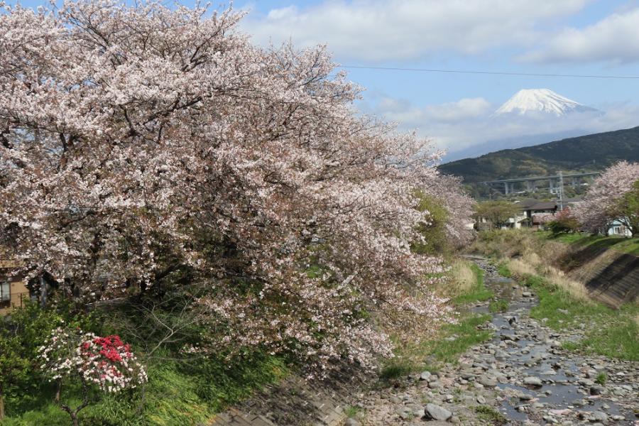 須津川沿いの桜