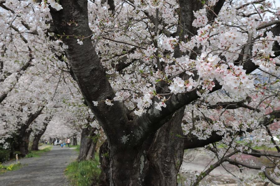 須津川沿いの桜