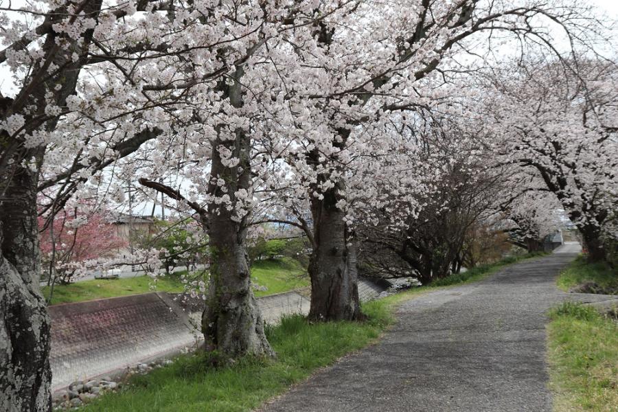 須津川沿いの桜
