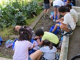 3年生が栽培活動をする様子