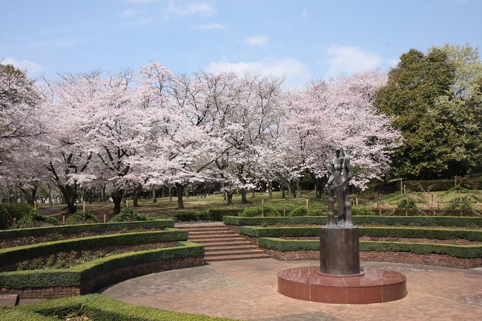 桜