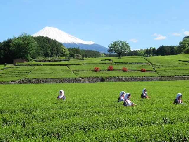 茶摘みの様子