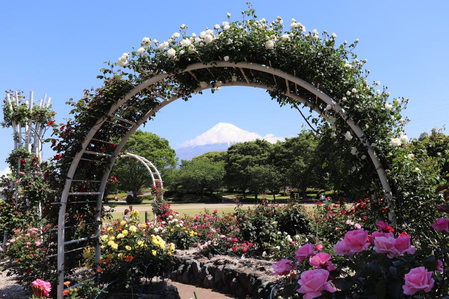 中央公園バラアーチ