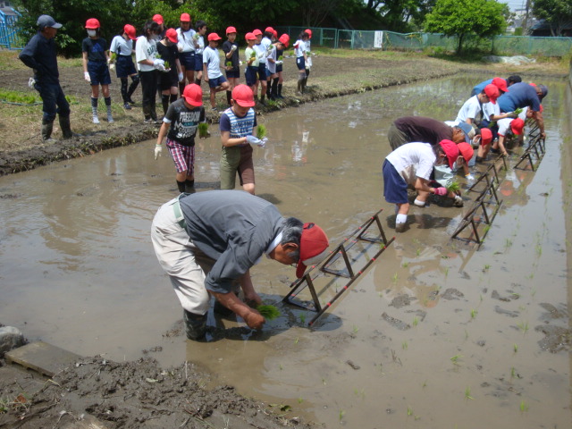 田植え1