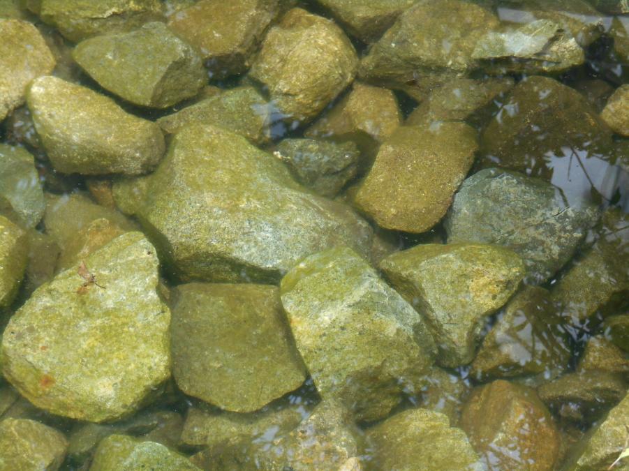 池の石