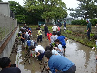 田植えの様子
